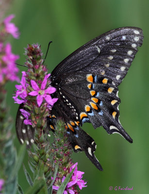 Black-Swallowtail.jpg