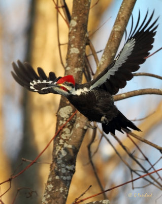 All The Markings Of A Pileated Woodpecker