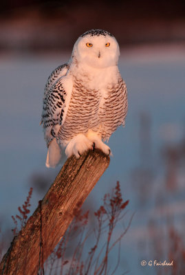 Sunset Snowy Owl