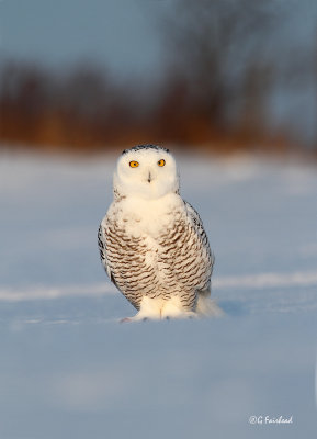 Low In The Snow