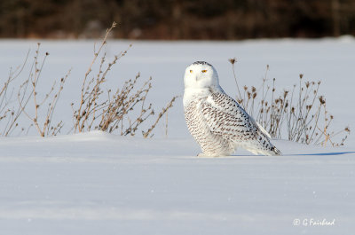 Winter's Owl