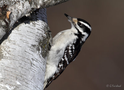 Hairy Woodpecker (f)