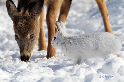 Thumper And Bambi Standoff