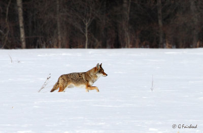 Coyote In The Open