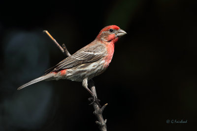 House Finch On The Dark Side