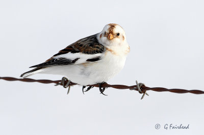 Barbed Bunting