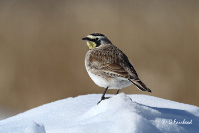 Drive By Shooting Of A Horned Lark