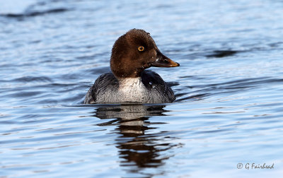 Female Common Goldeneye