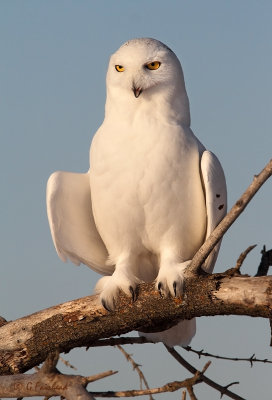 Grandfather Snowy  Owl