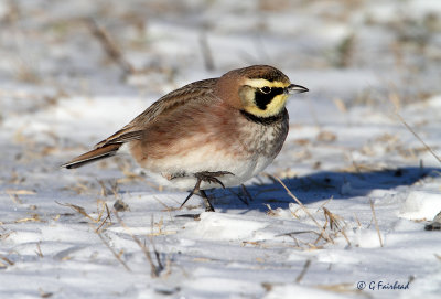 Horned Larks