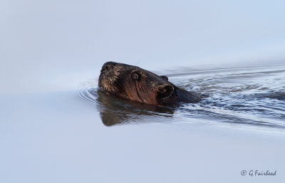 Spring Beaver