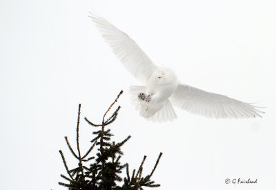 White On White