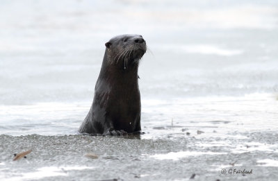 Soaked Otter