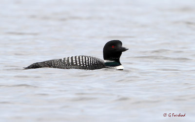 Spring Loon