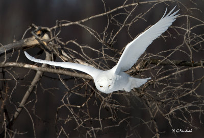 MMSOIF /  Mature Male Snowy Owl In Flight 