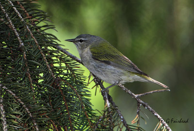 Tennessee Warbler