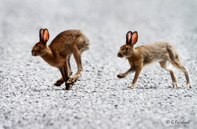 Hare Today Gone Tomorrow