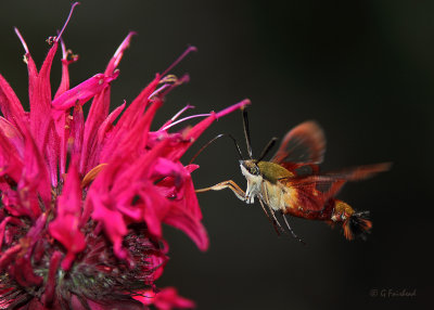 Hummingbird Moth