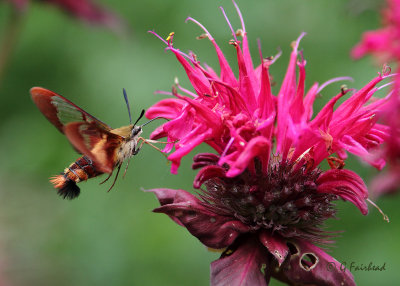 Hummingbird Moth