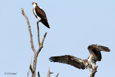 Mother And Juvenile Osprey