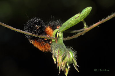 Face To Face With A Wooly Bear