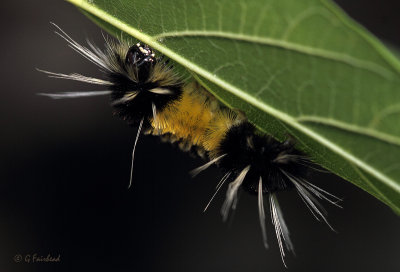 Spotted Tusock Caterpillar