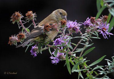 Goldfinch In The Aster