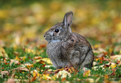 Autumn Hare