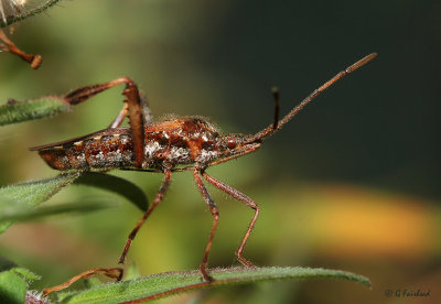 Leaf Footed Bug