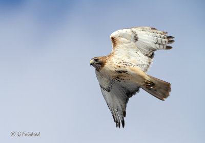 Red Tail Action