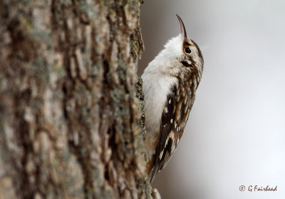 Brown Creeper