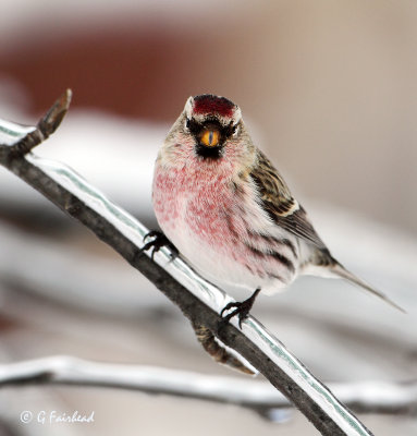 Another Icy Stare