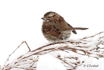 Winter White Throated Sparrow