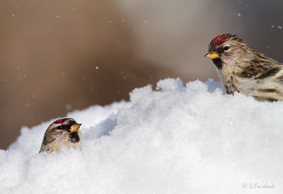 Redpoll Bubble Bath