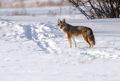 coyote5.jpg