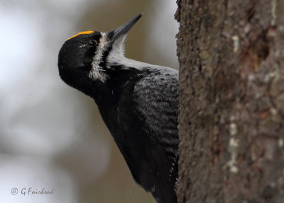 Black-backed Woodpecker (m)