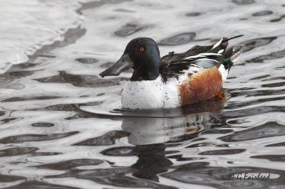 Nortern Shoveler (m)