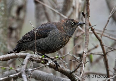 Rusty Blackbirds