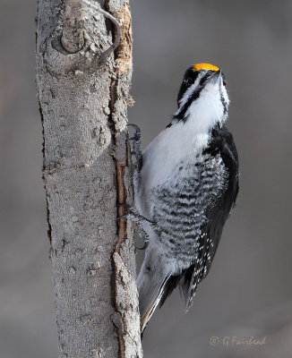 Black-backed Woodpecker (m)
