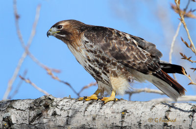 Matured Red- tailed Hawk