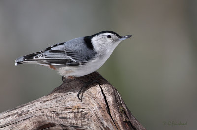 White -breasted Nuthatch