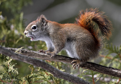 Red Squirrel Cursing .-)