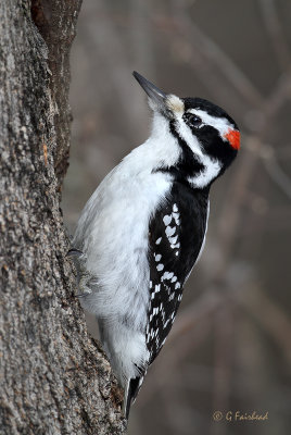 Hairy Woodpecker (m)