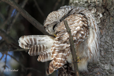 Barred Preening