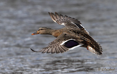 Mallard (f) Flying In