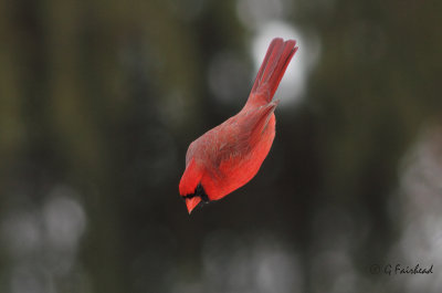 Northern Cardinal Drop Zone
