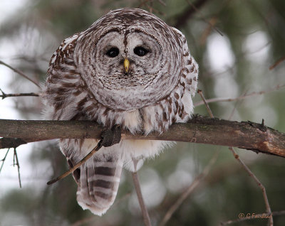 Barred Owl Fixation