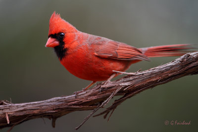 Cardinal On Vine