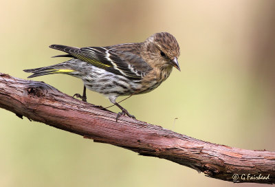 Siskins On The Move