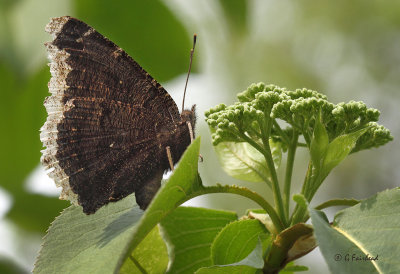 Mourning Cloak With Wings Up